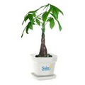 Money Tree / Pachira Plant in Square Plastic Pot & Marbles